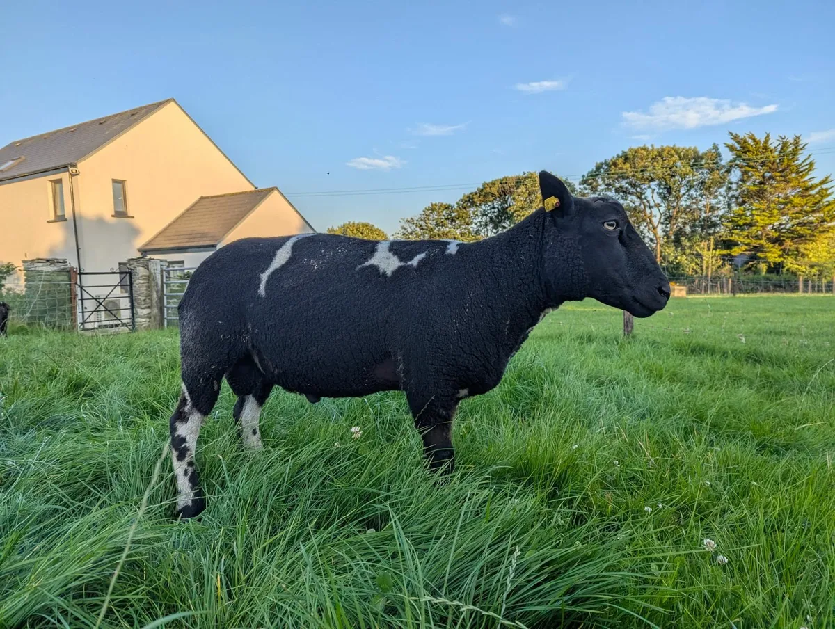 PBR Dutch Spotted Ram - Image 3