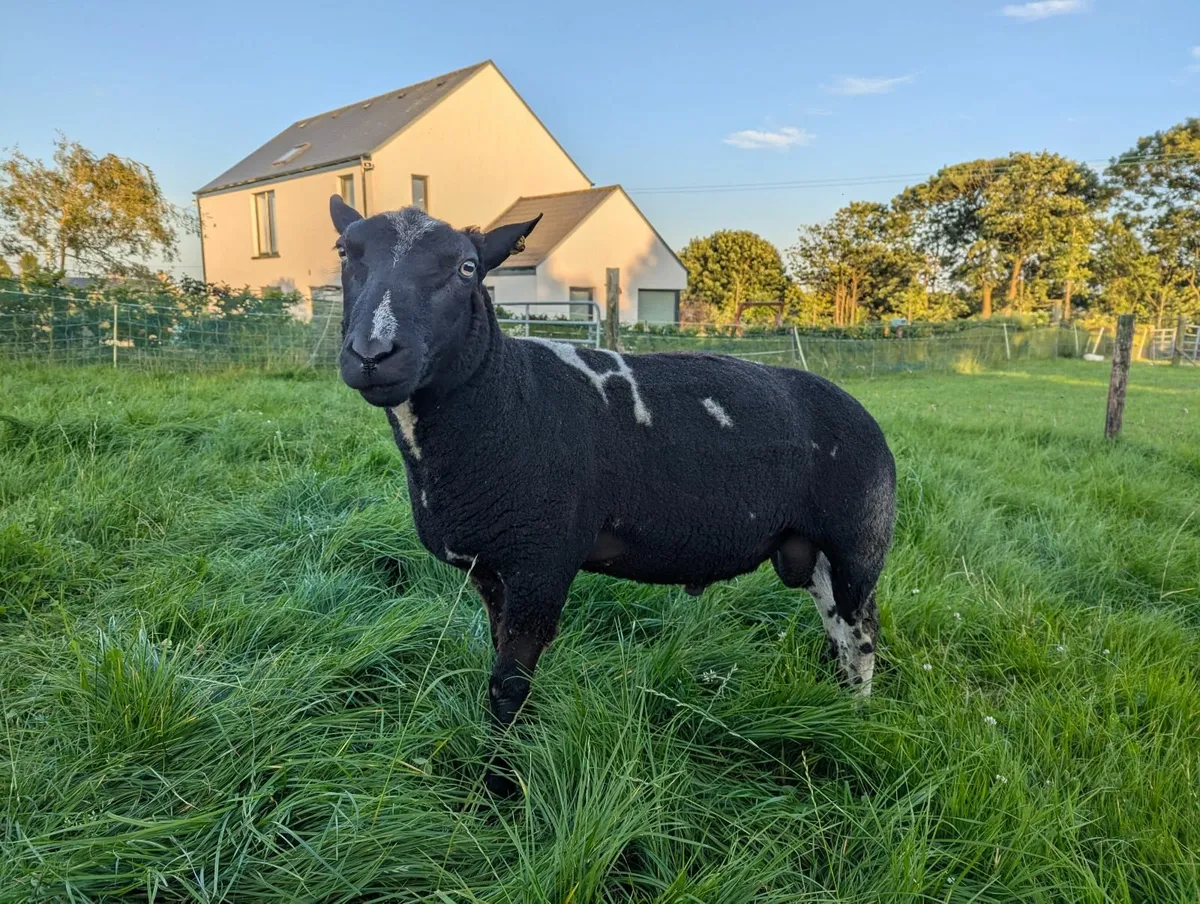 PBR Dutch Spotted Ram - Image 4