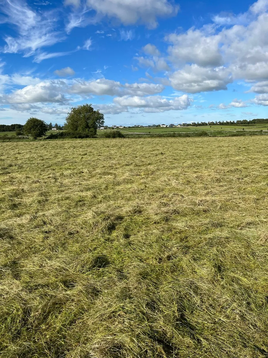 Hay for sale - Image 1