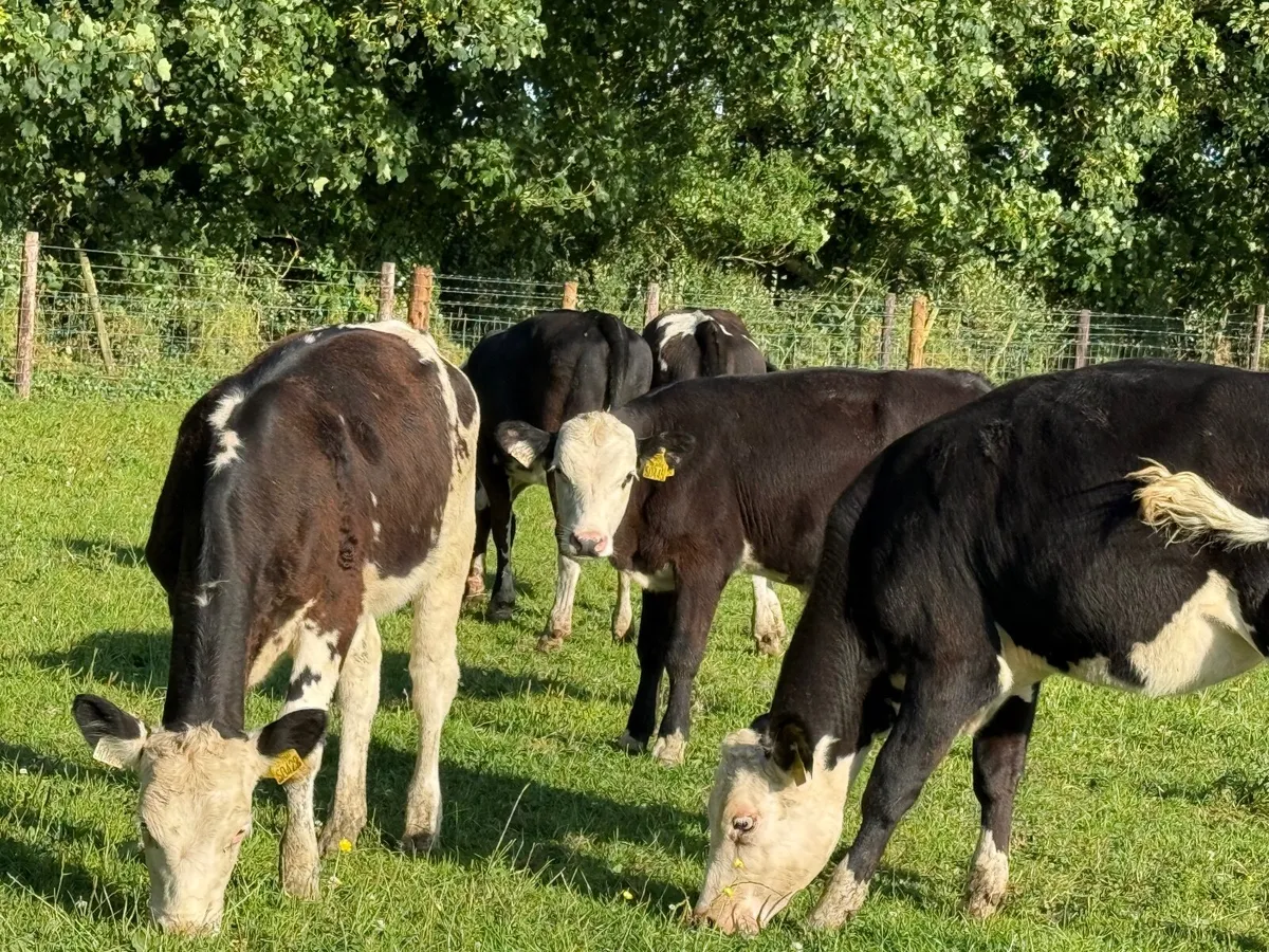 6 HEREFORD HEIFERS WEANLINGS ( 180 KGS) - Image 1