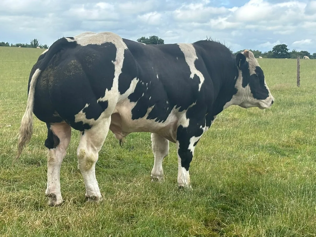 Belgian blue bull - Image 1