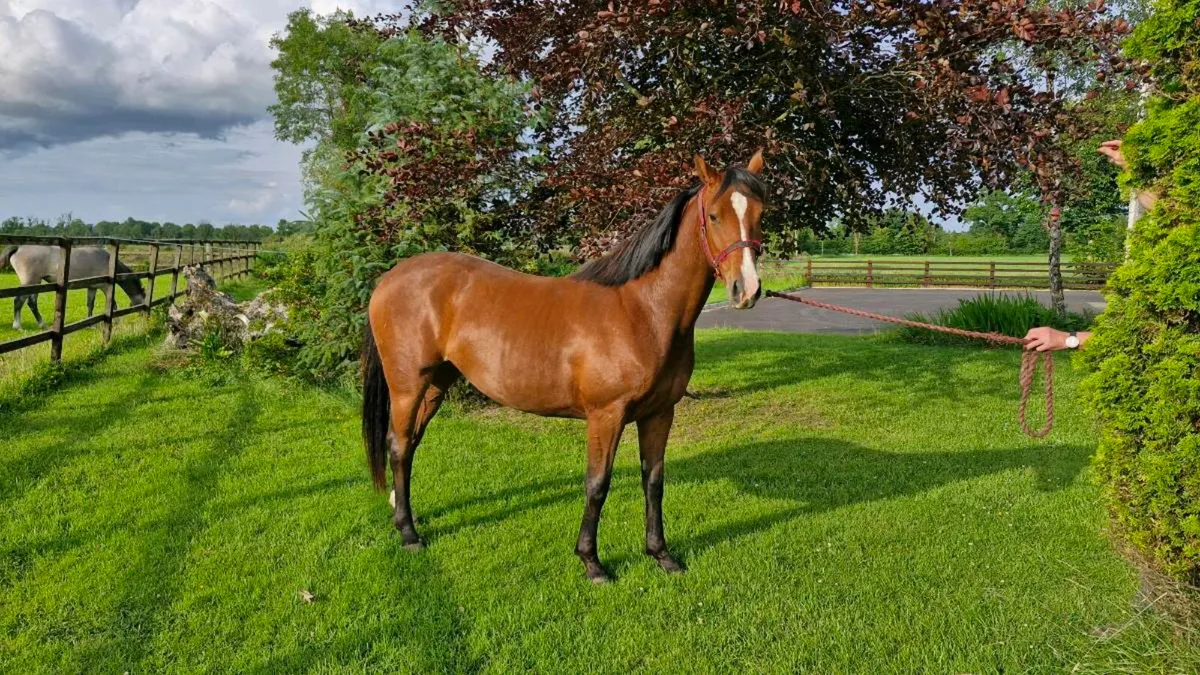 Vivant Van Heffinck filly for sale - Image 2