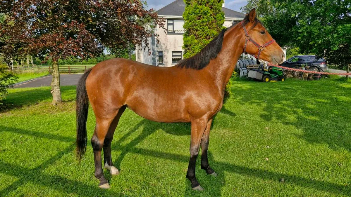Vivant Van Heffinck filly for sale - Image 3