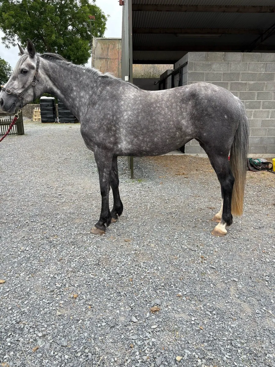 Irish Draught mare - Image 1