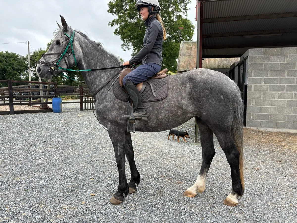 Irish Draught mare - Image 2