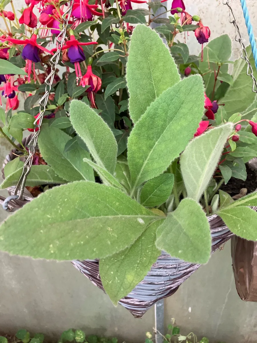 Great mullein leaves plant Verbascum herbal - Image 4