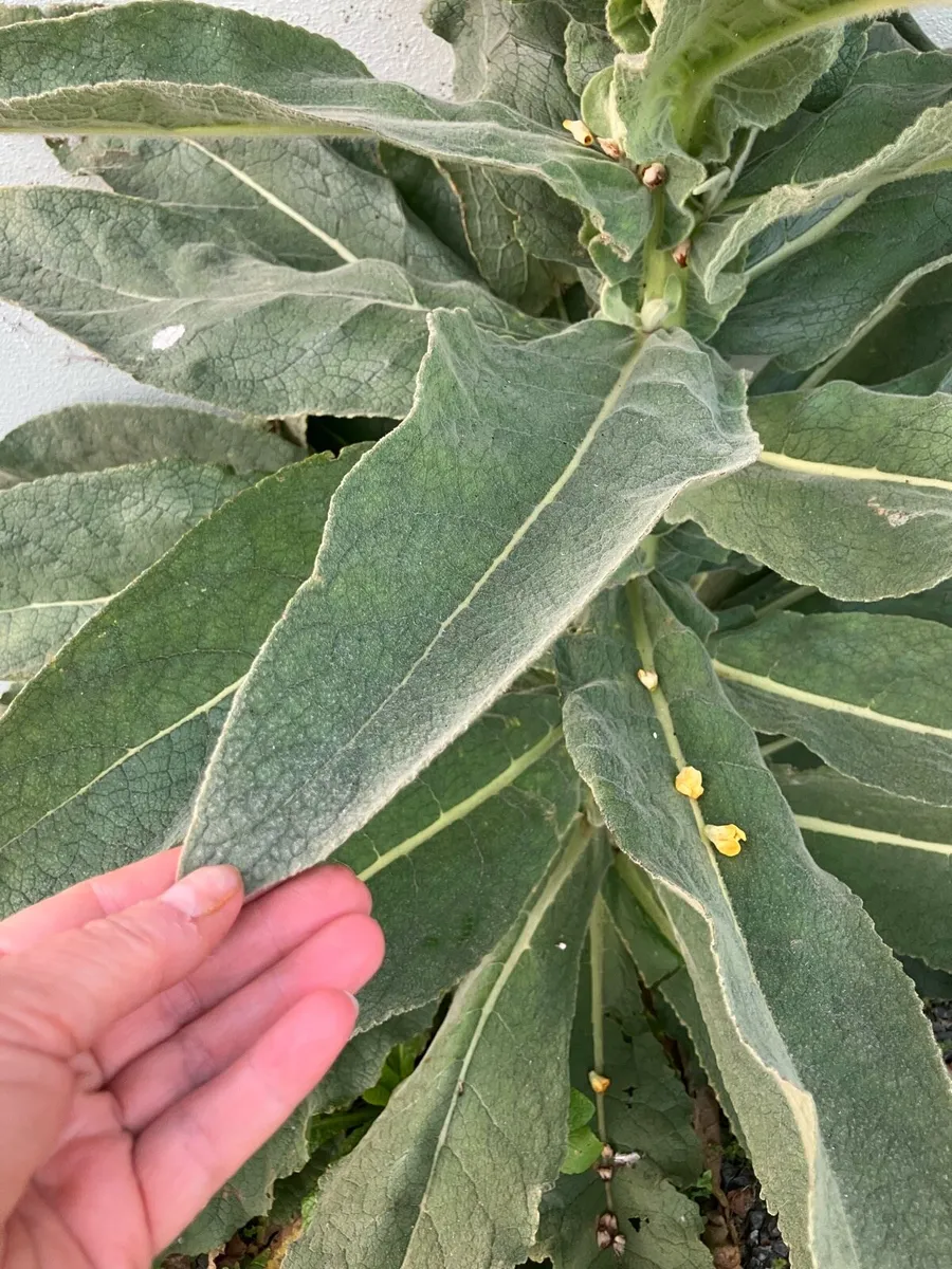 Great mullein leaves plant Verbascum herbal - Image 1