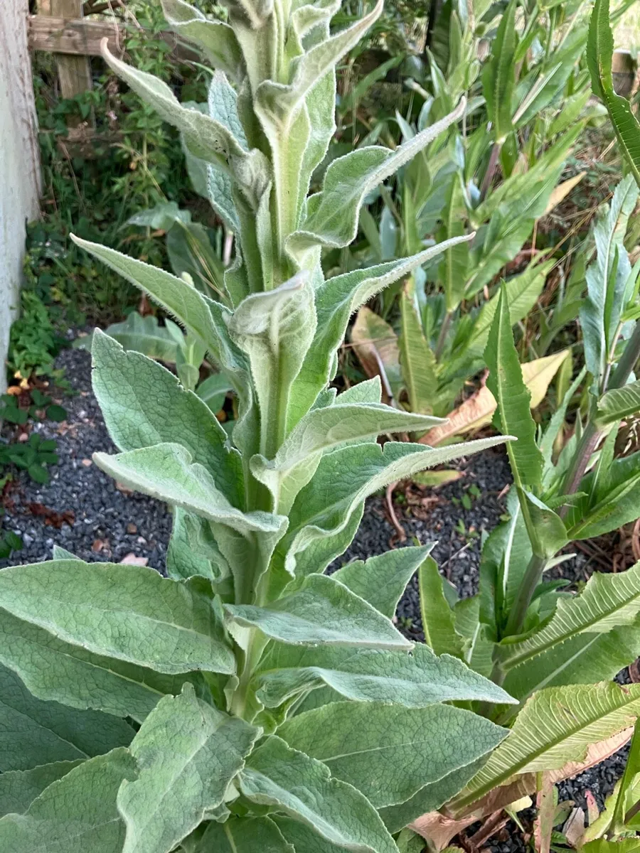Great mullein leaves plant Verbascum herbal - Image 2