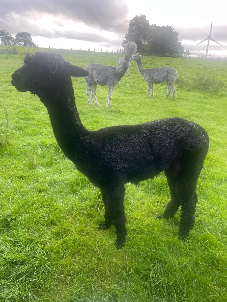 Breeding Female Alpaca 2yr old - Image 1