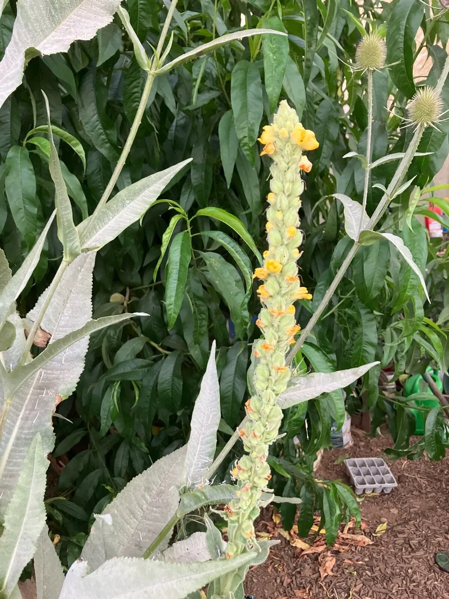 Great mullein leaves plant Verbascum herbal - Image 3