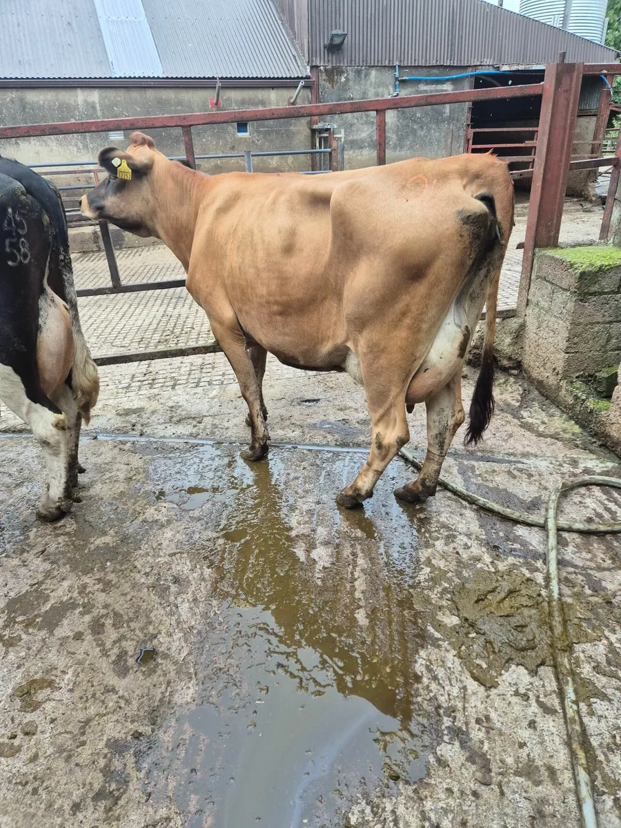 Calved Heifer