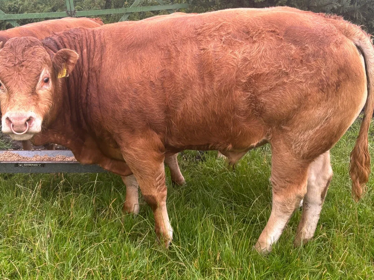 bull - Image 1