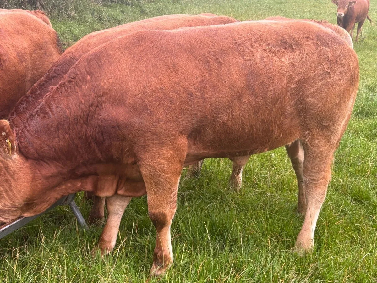 bull - Image 3