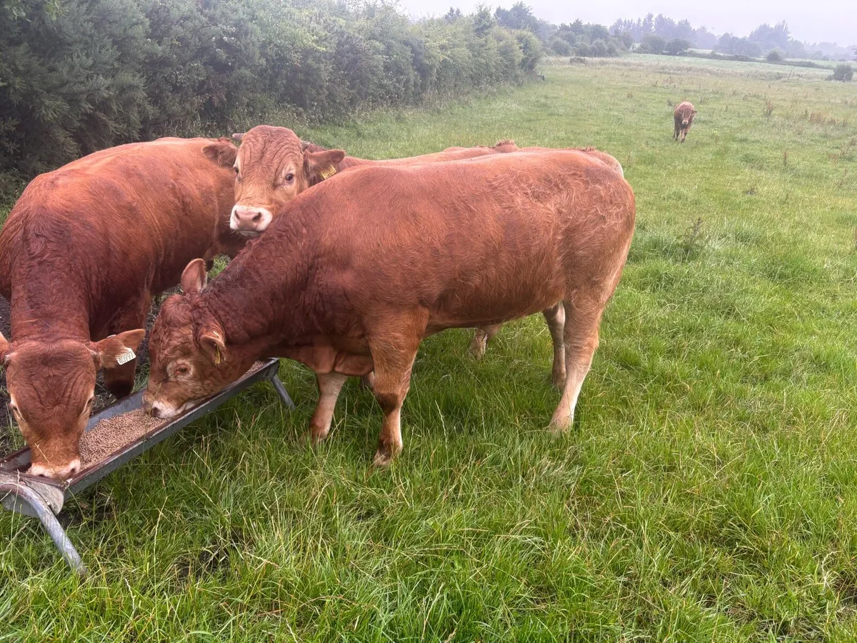 bull - Image 4