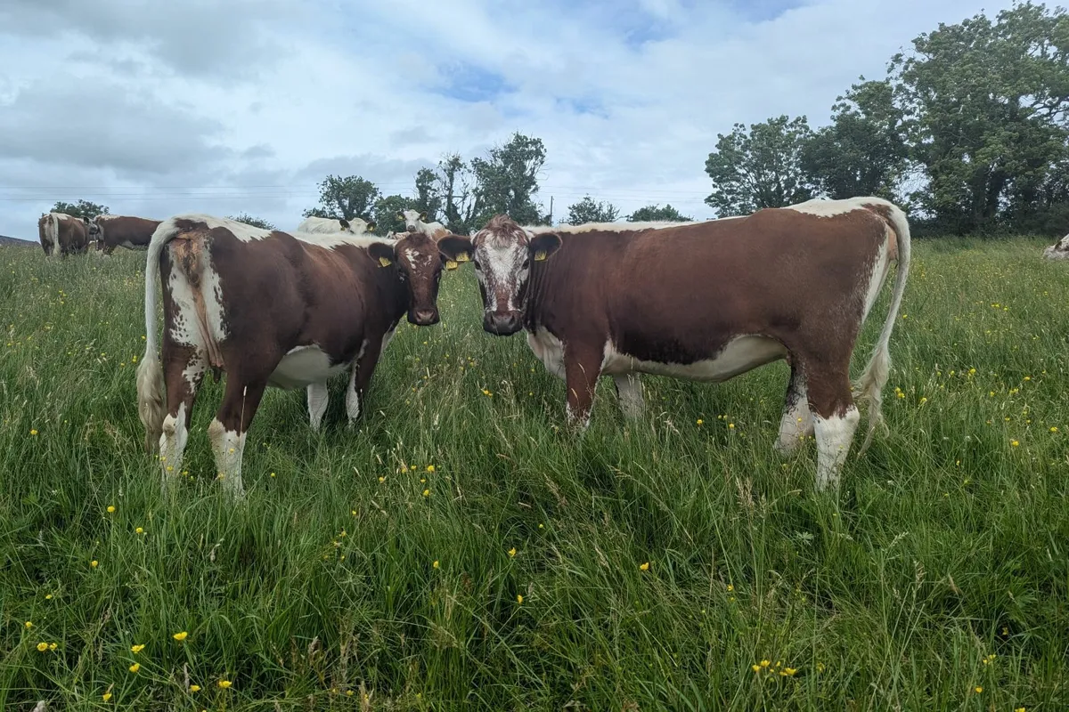 Two Pedigree Irish Moiled Springing Heifers - Image 1