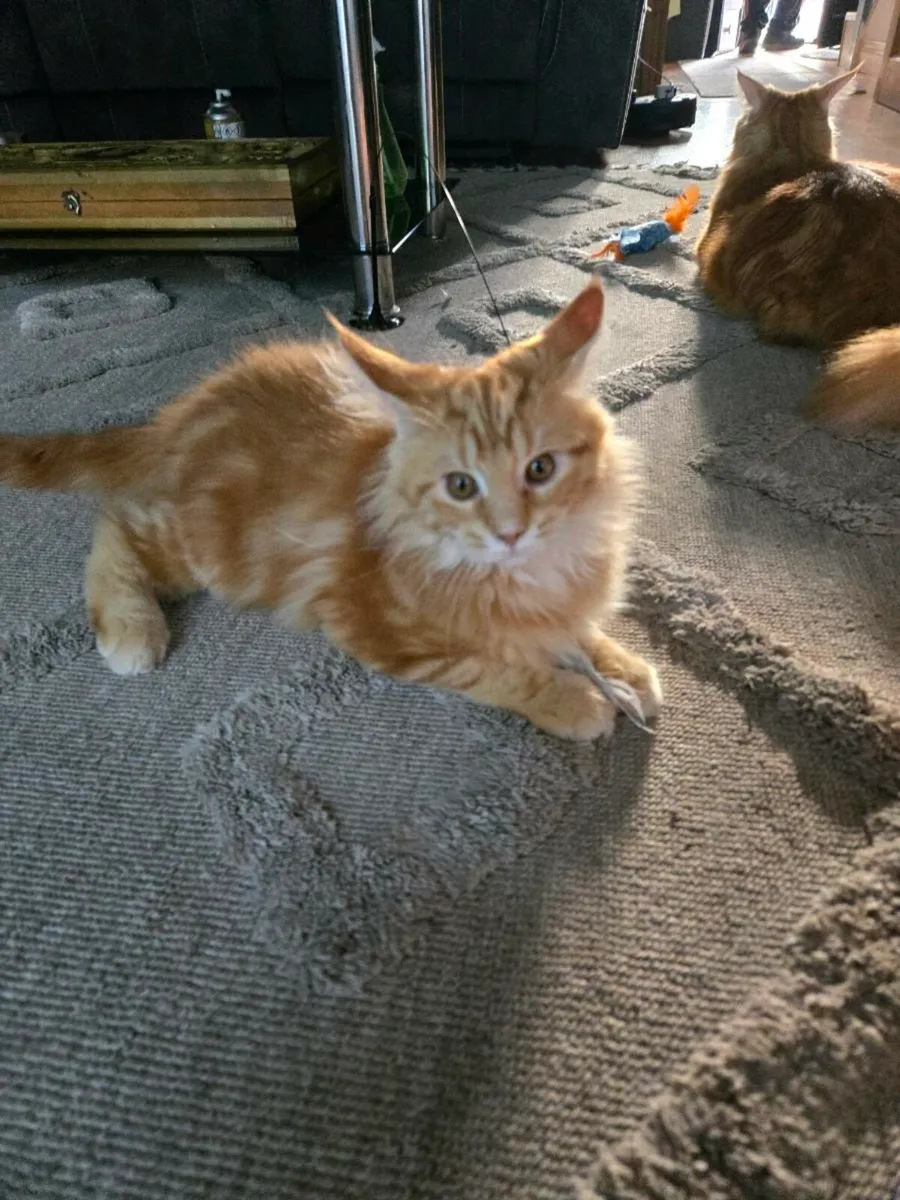Red main coon kittens - Image 1