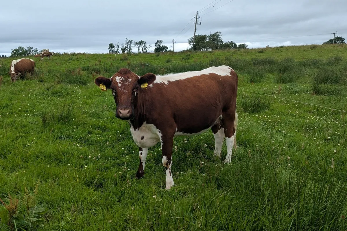 Two Pedigree Irish Moiled Springing Heifers - Image 3