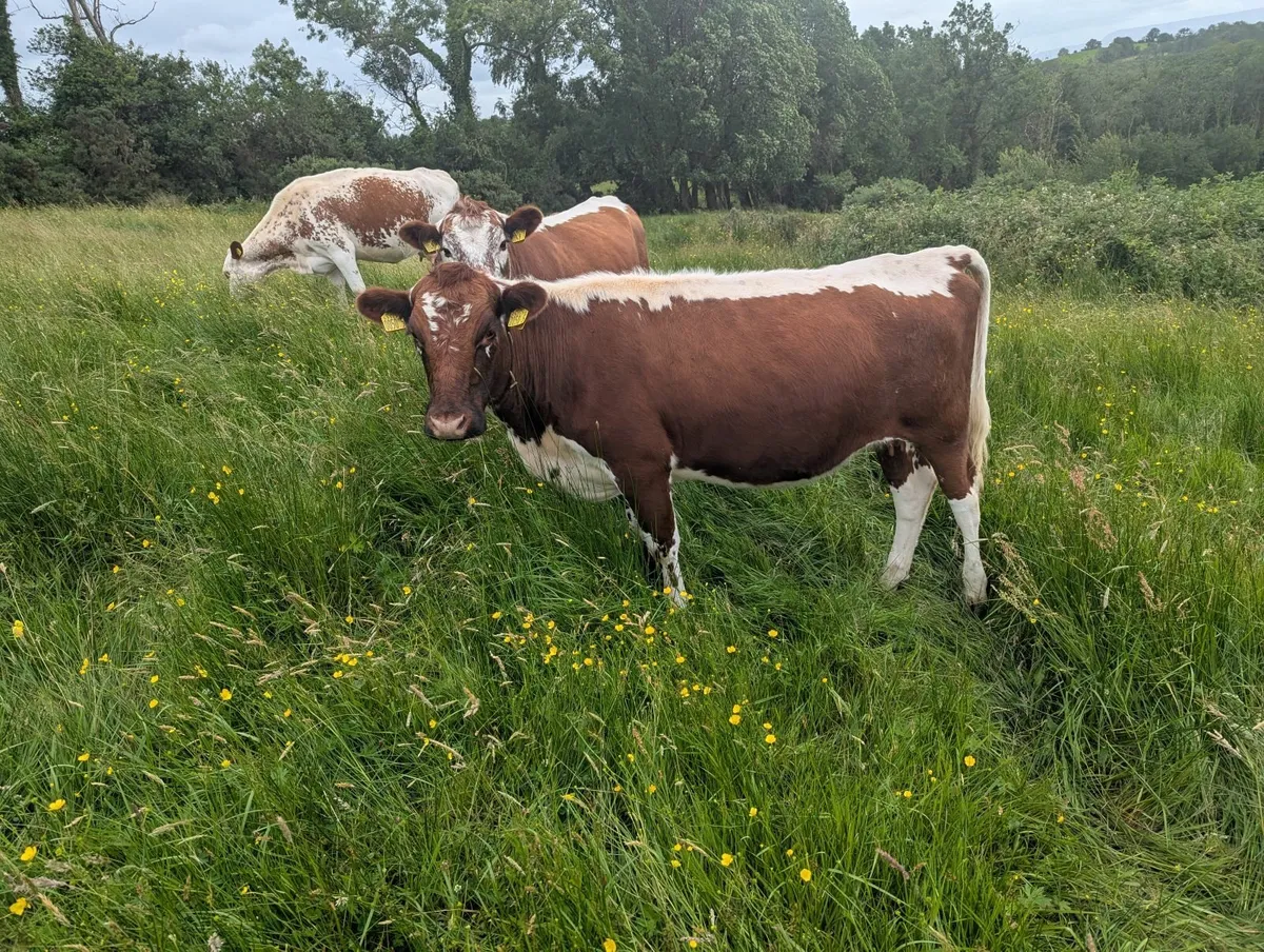 Two Pedigree Irish Moiled Springing Heifers - Image 4