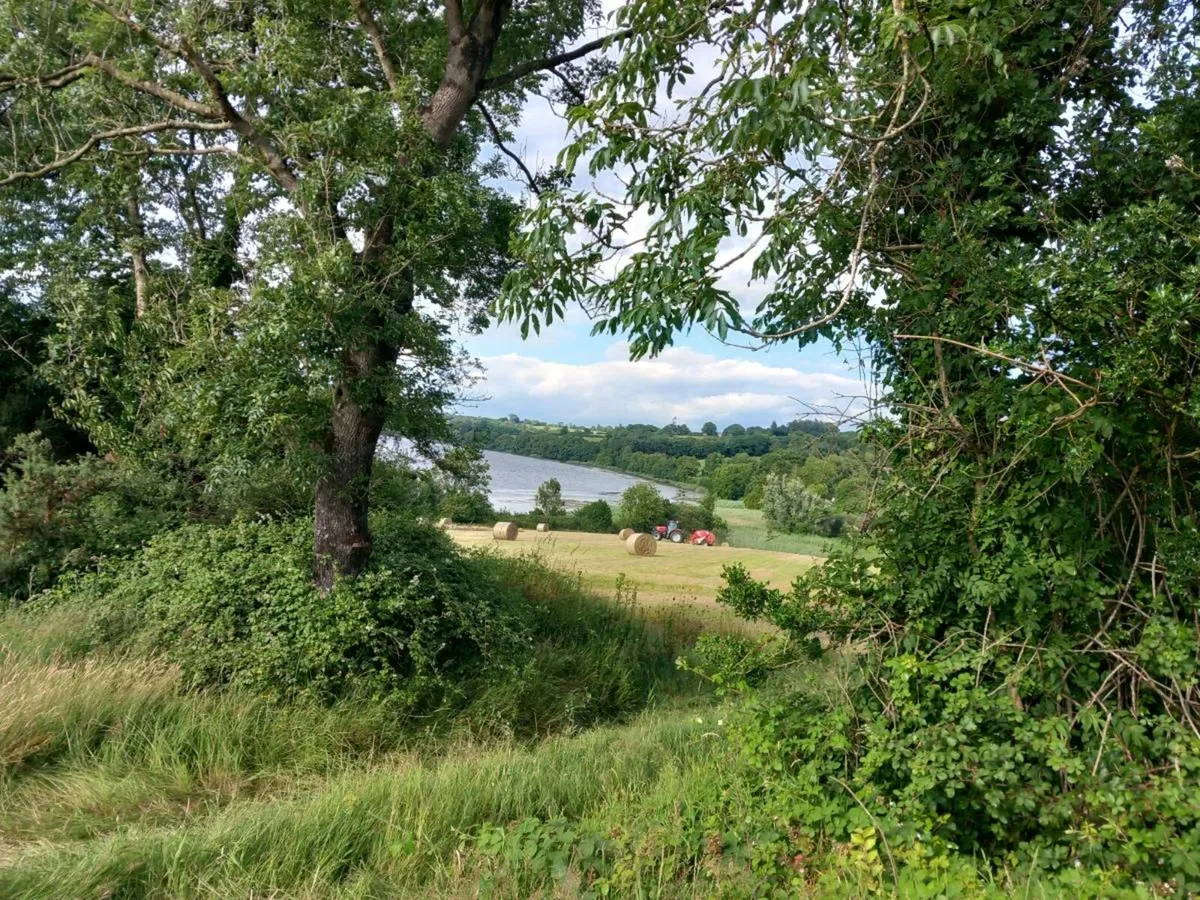 Good Quality Hay - Image 1