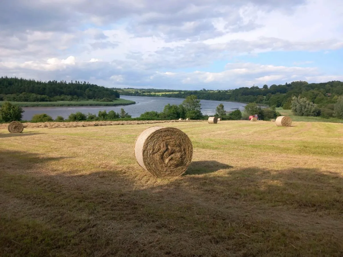 Good Quality Hay - Image 4