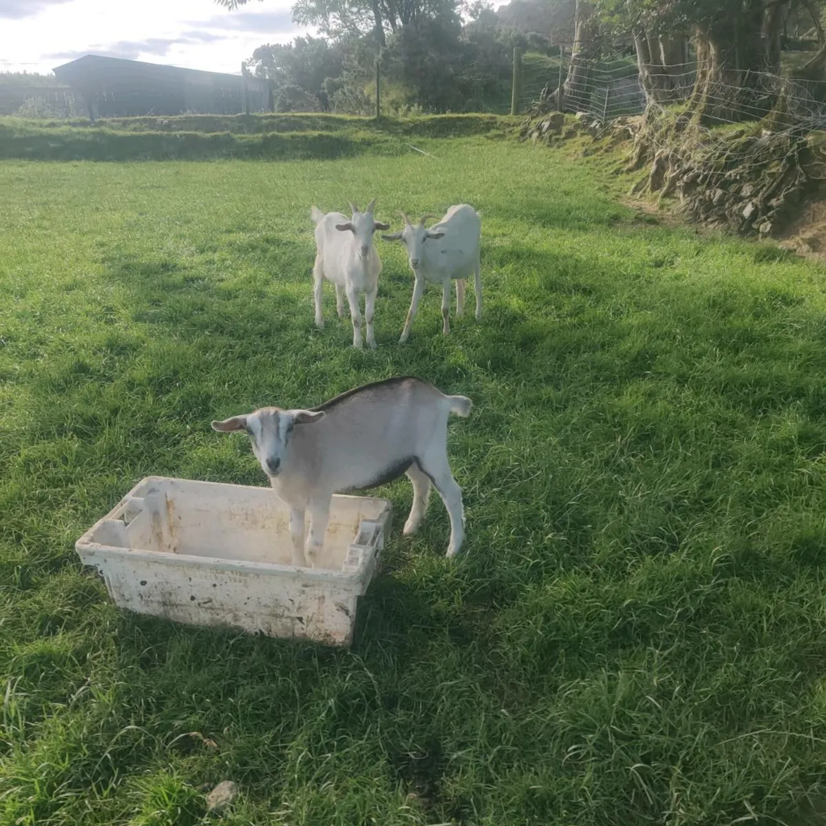 Goats - Image 2