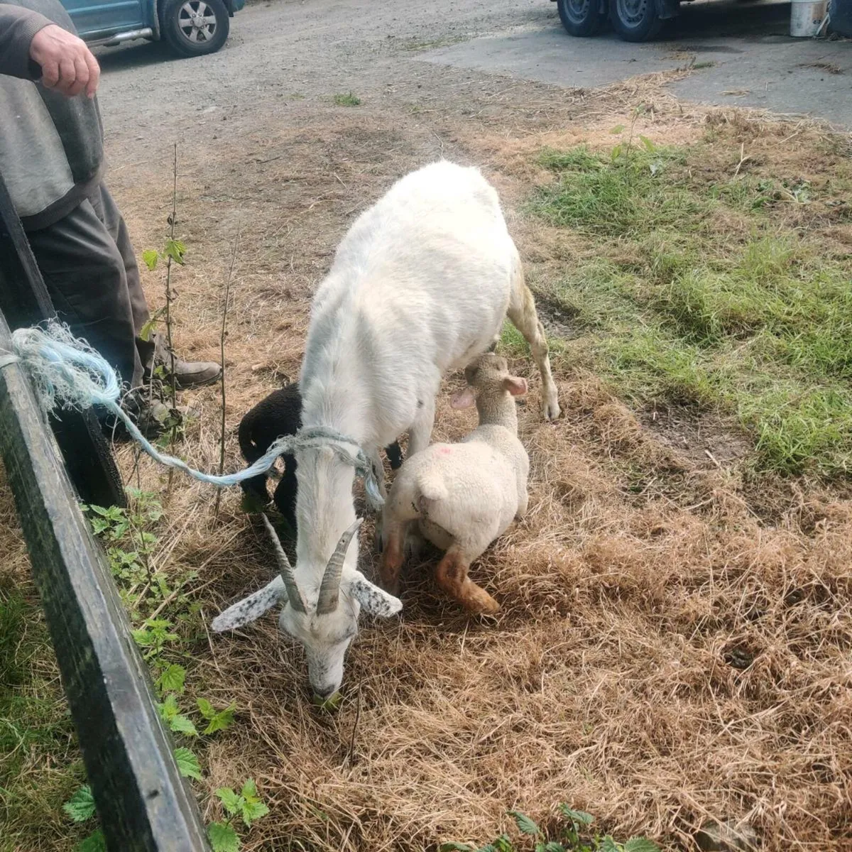 Goats - Image 3