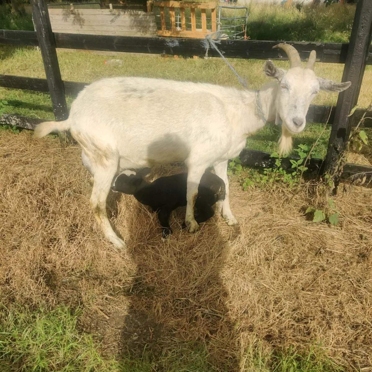 Goats - Image 4