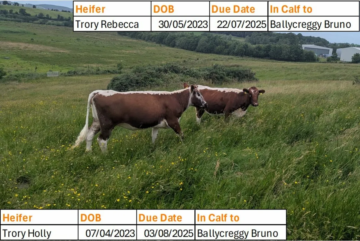 Two Pedigree Irish Moiled Springing Heifers - Image 2