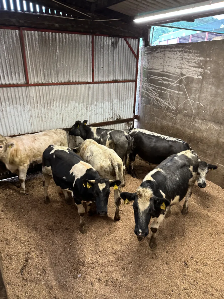 Blue bullocks - Image 4