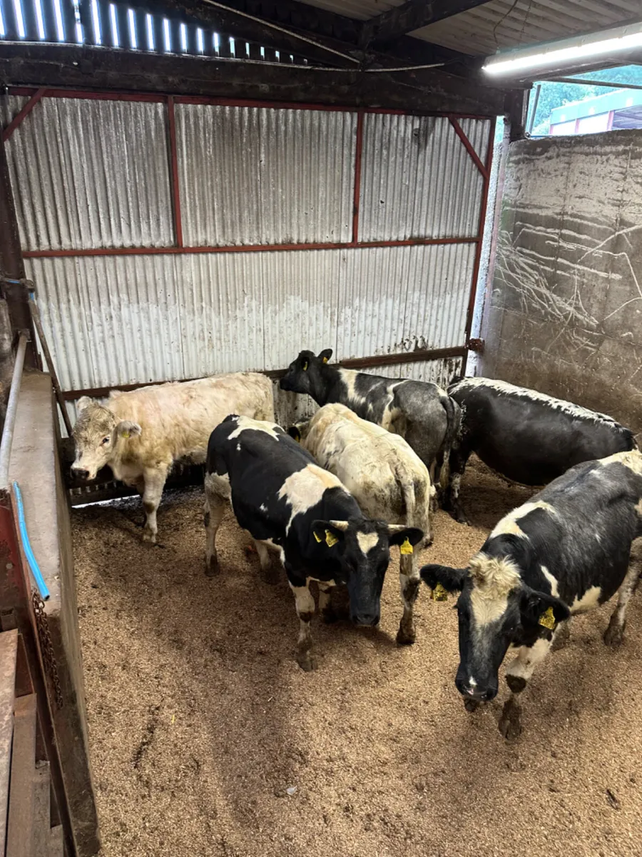 Blue bullocks - Image 2