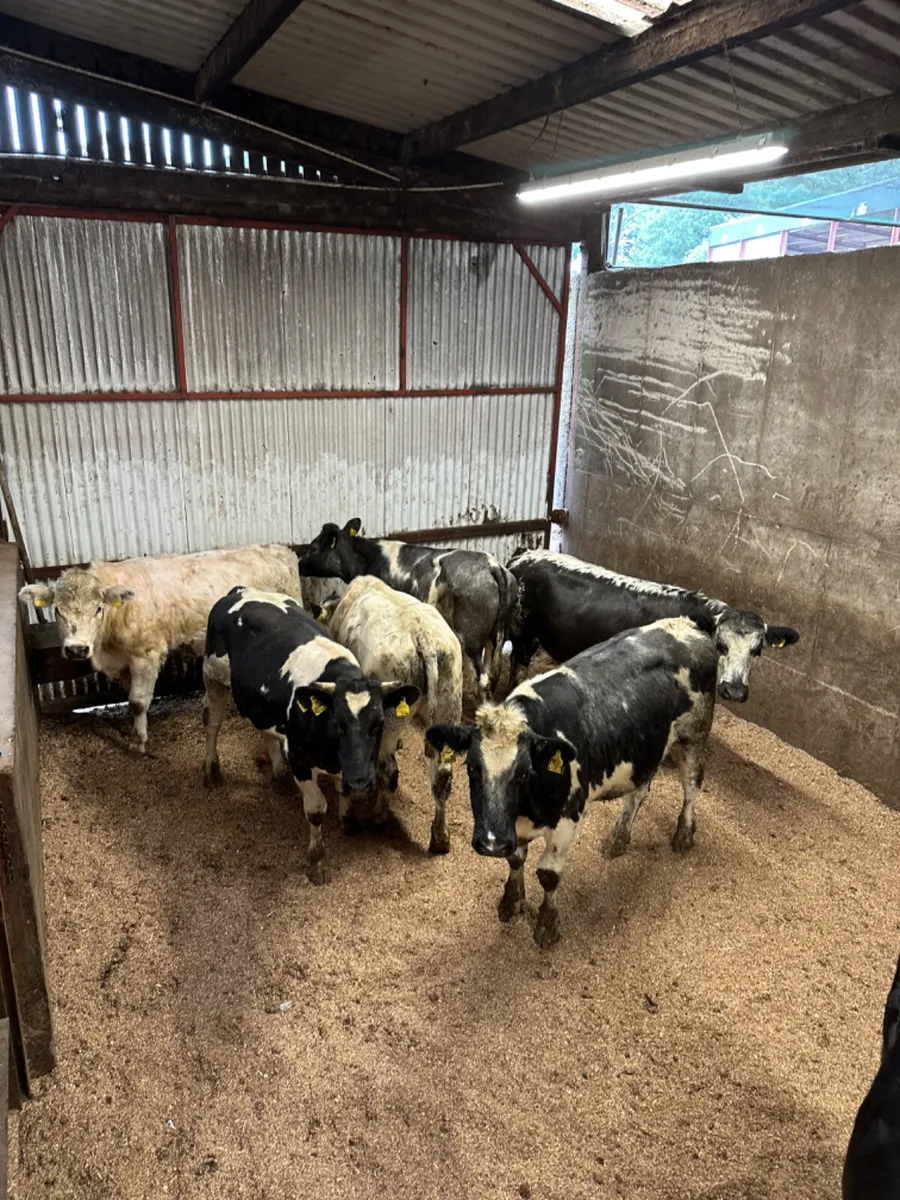 Blue bullocks - Image 1