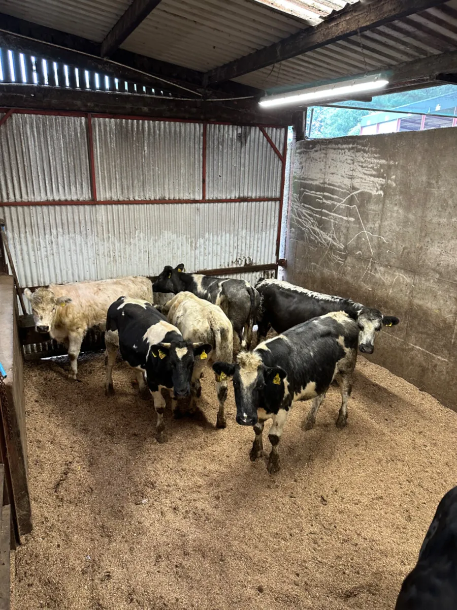 Blue bullocks - Image 3