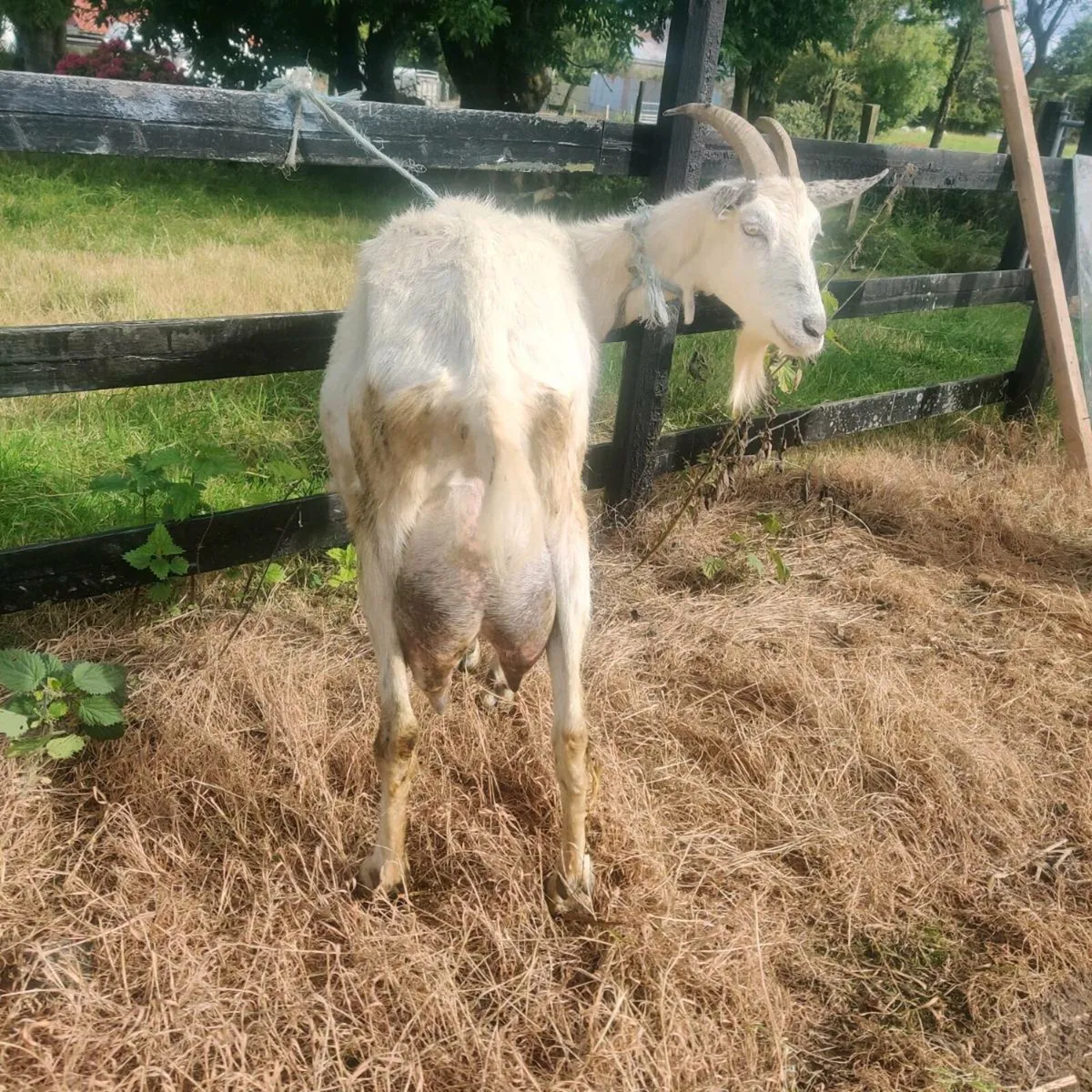 Goats - Image 1