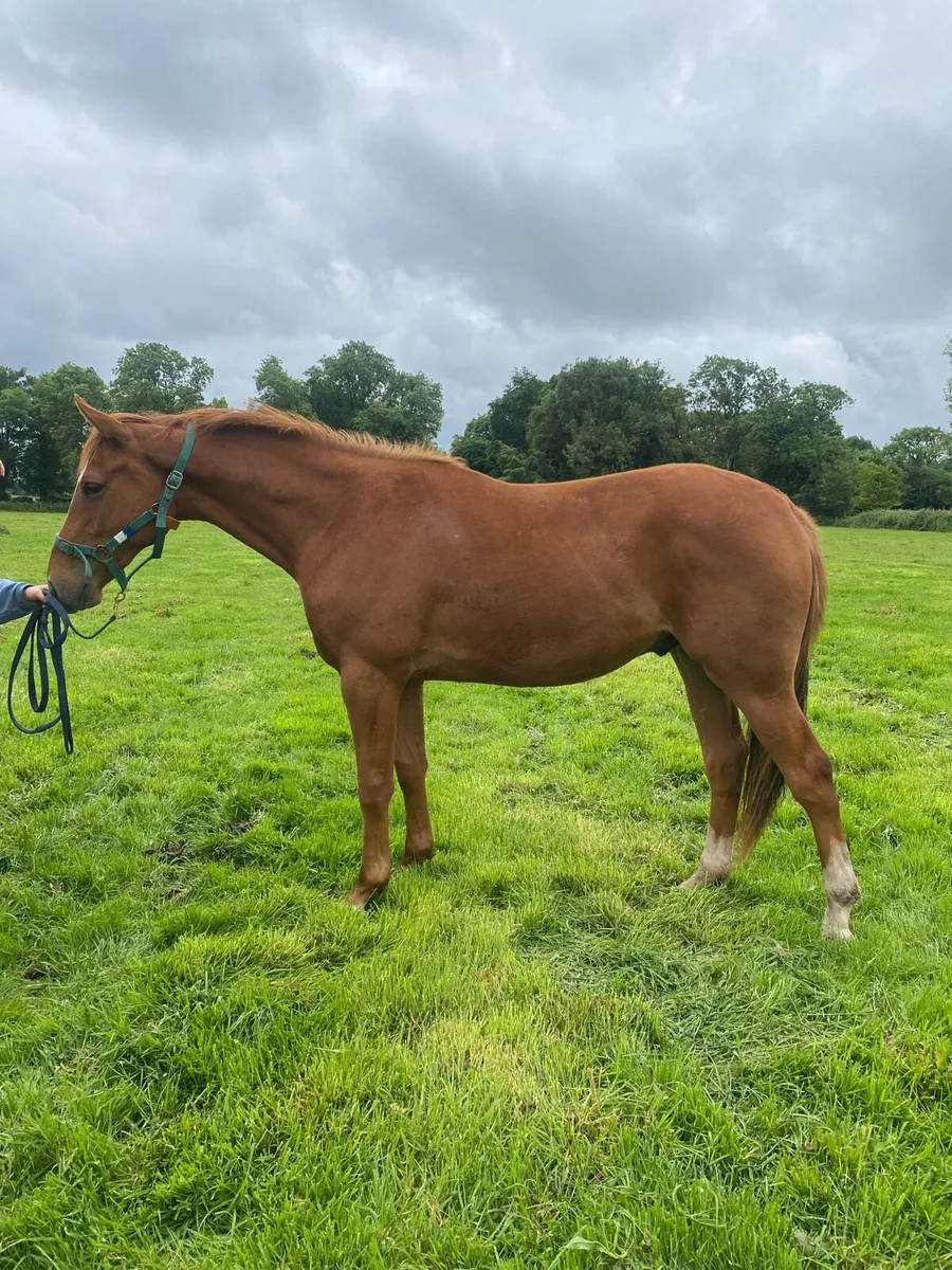 2 year old ISH pony - Image 1