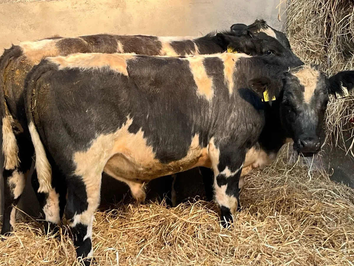 Super 300Kg BB Bull Weanlings - Image 1