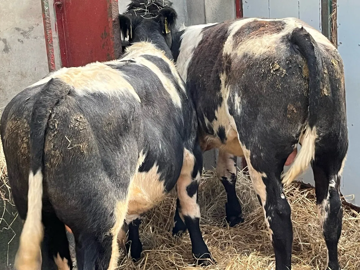 Super 300Kg BB Bull Weanlings - Image 2