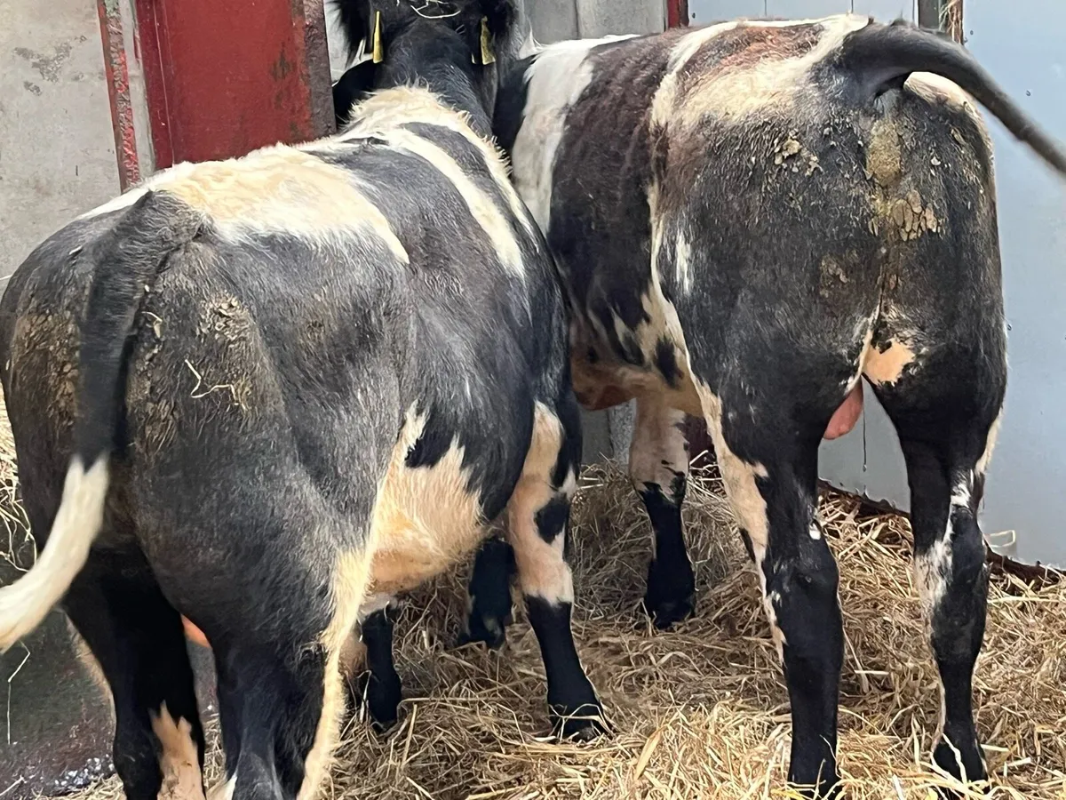 Super 300Kg BB Bull Weanlings - Image 4