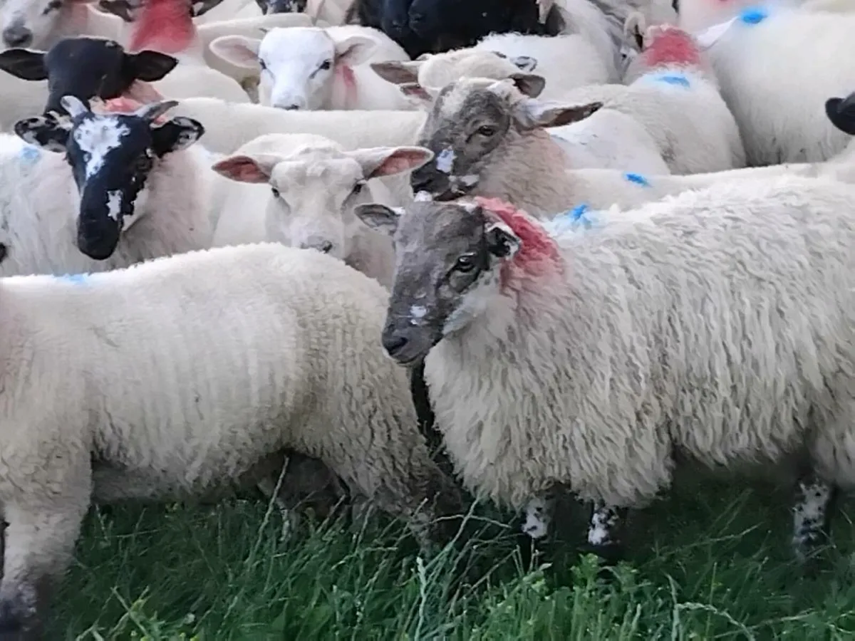 80 Ram Lamb's - Image 2