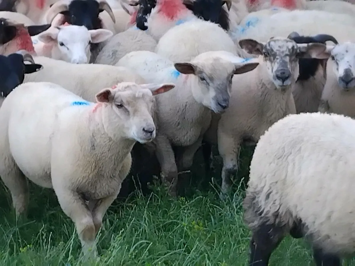 80 Ram Lamb's - Image 3