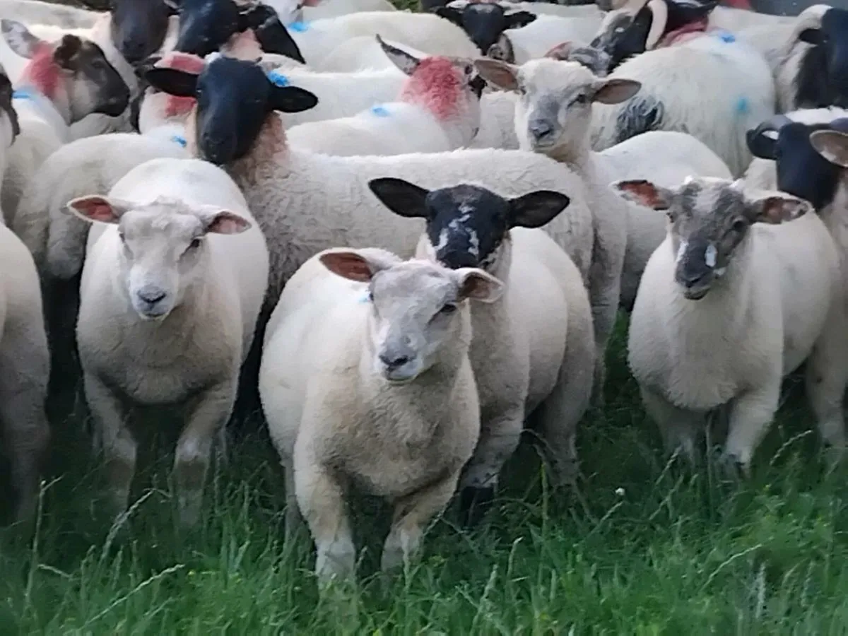80 Ram Lamb's - Image 4