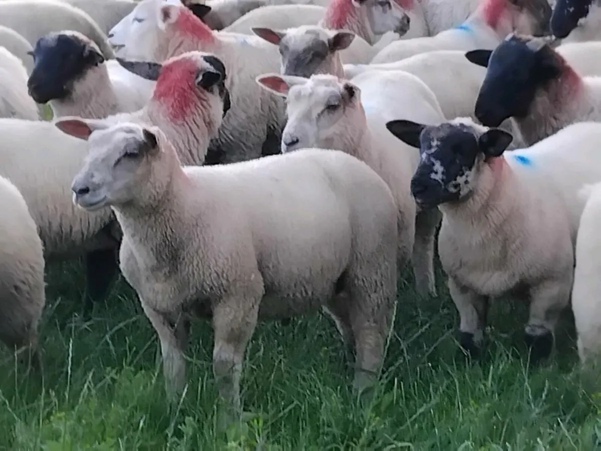 80 Ram Lamb's - Image 1
