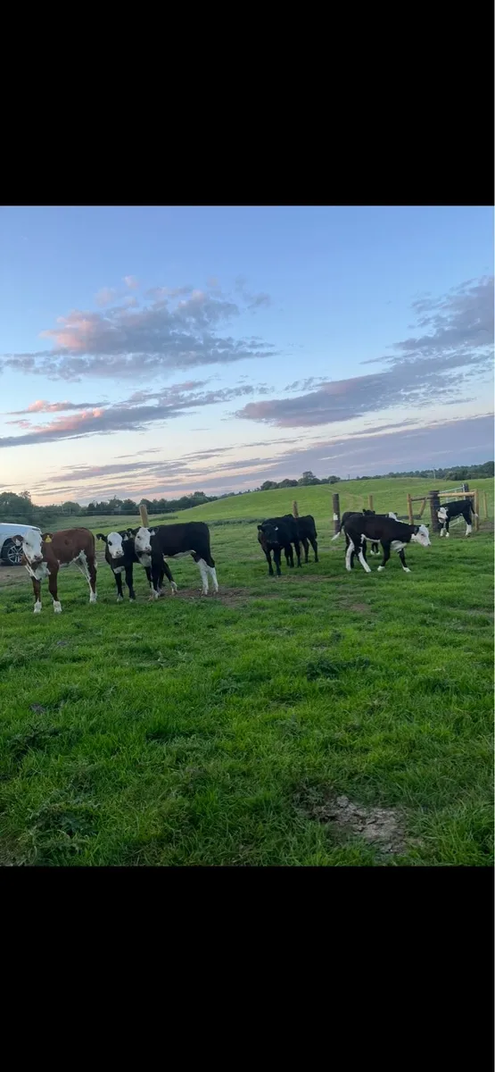 10 super runner heifers for sale🔥 - Image 1