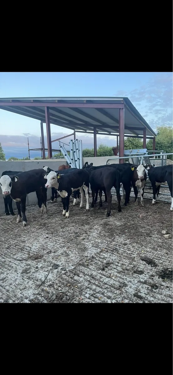 10 super runner heifers for sale🔥 - Image 2