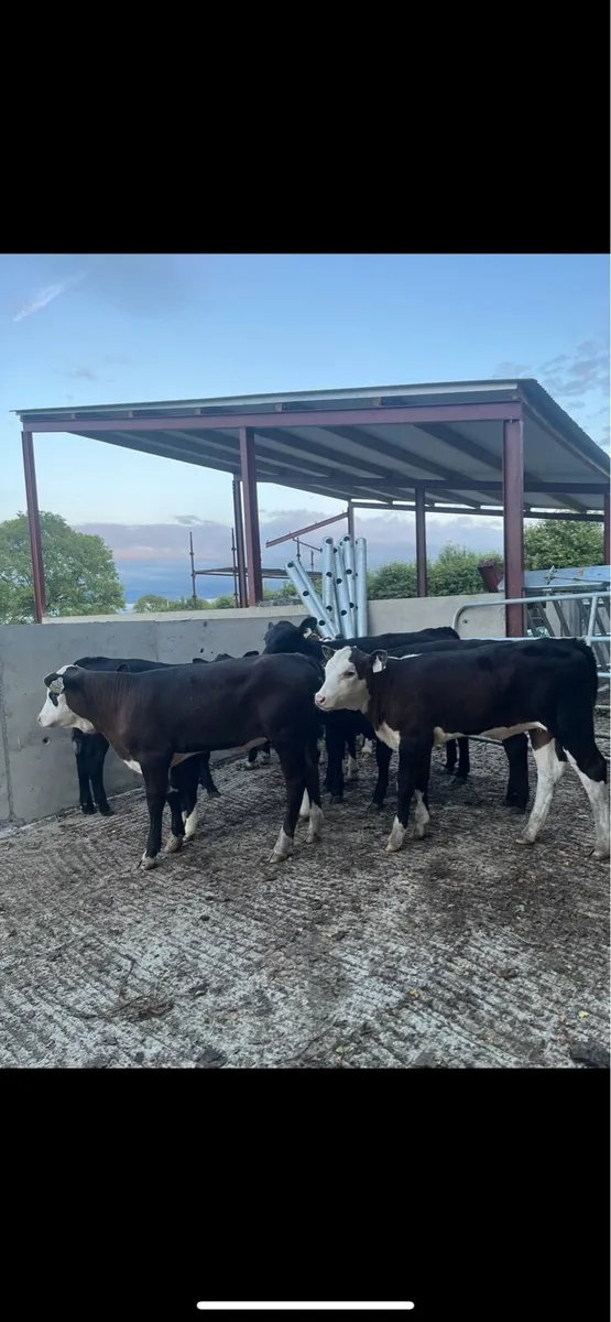 10 super runner heifers for sale🔥 - Image 3