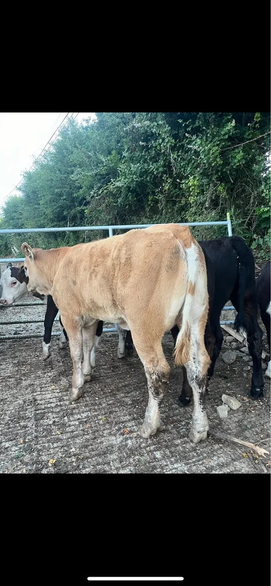 10 super runner heifers for sale🔥 - Image 4