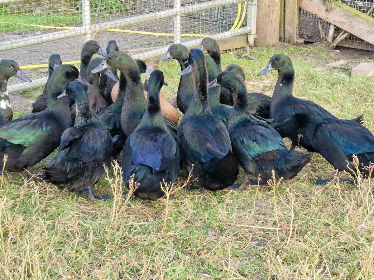 Cayugas, muscovys,khakis,goslings - Image 1