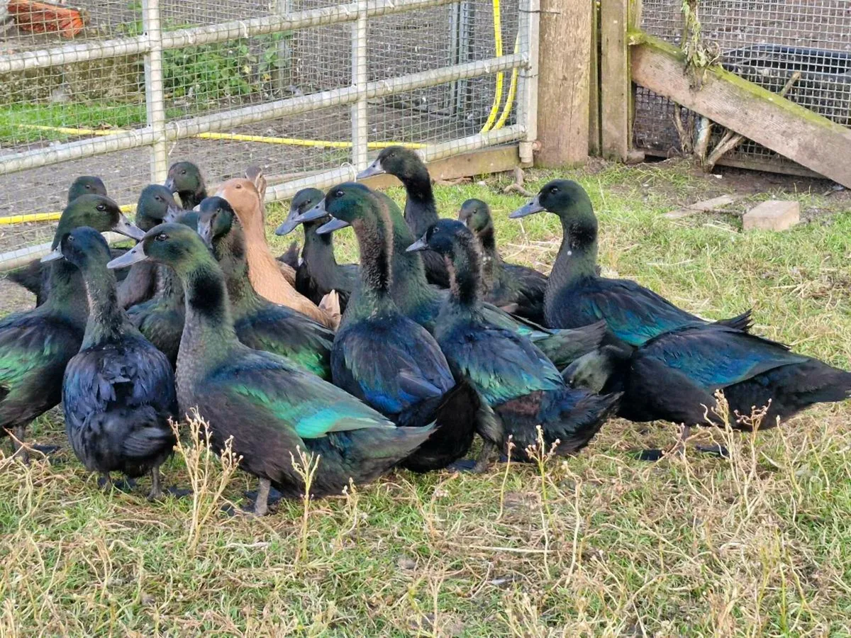 Cayugas, muscovys,khakis,goslings - Image 2