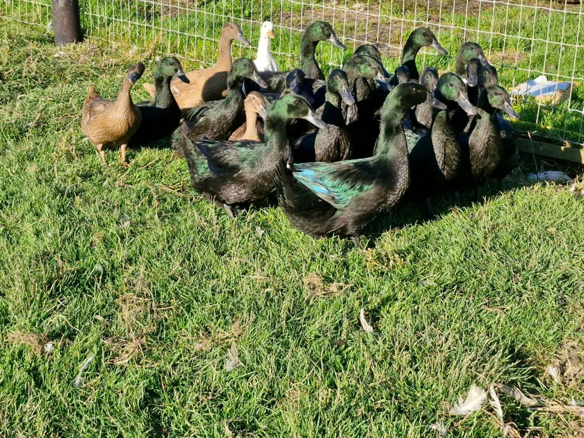 Cayugas, muscovys,khakis,goslings - Image 3