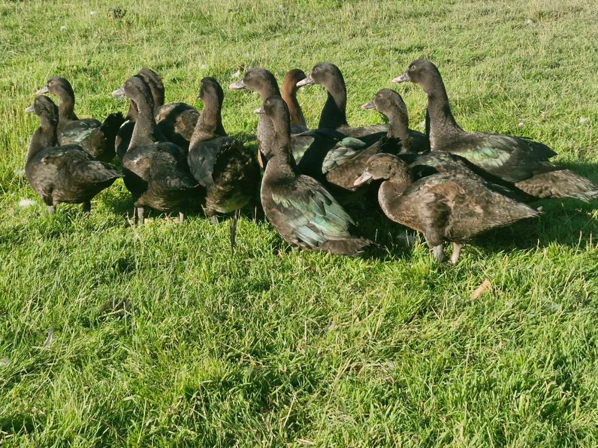 Muscovys & goslings - Image 2