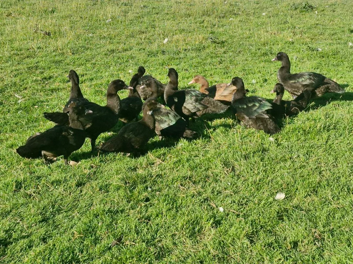 Muscovys & goslings - Image 3